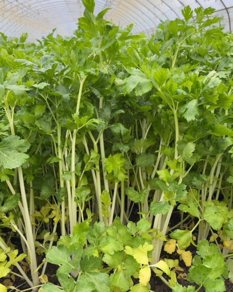 精品小香芹，大棚种植，高度65左右，新鲜现货