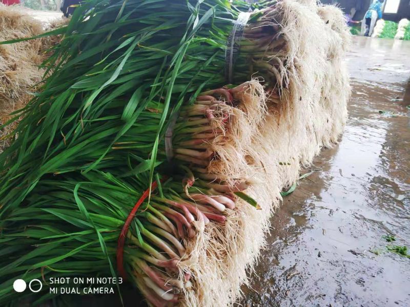 红根蒜苗长阳红根蒜苗一手货源代发全国