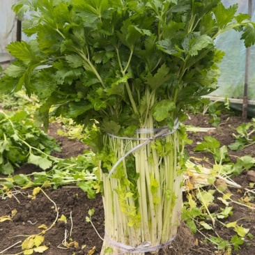 精品小香芹，大棚种植，高度65左右，新鲜现货