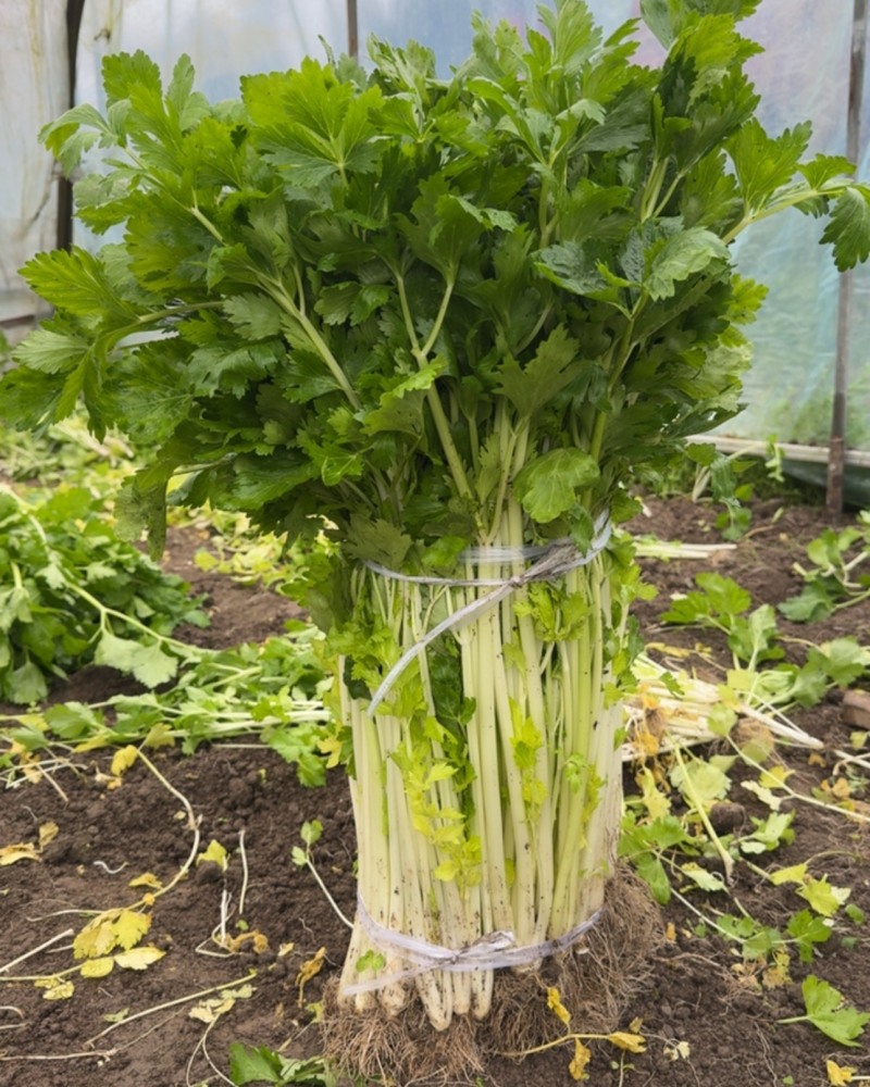 精品小香芹，大棚种植，高度65左右，新鲜现货