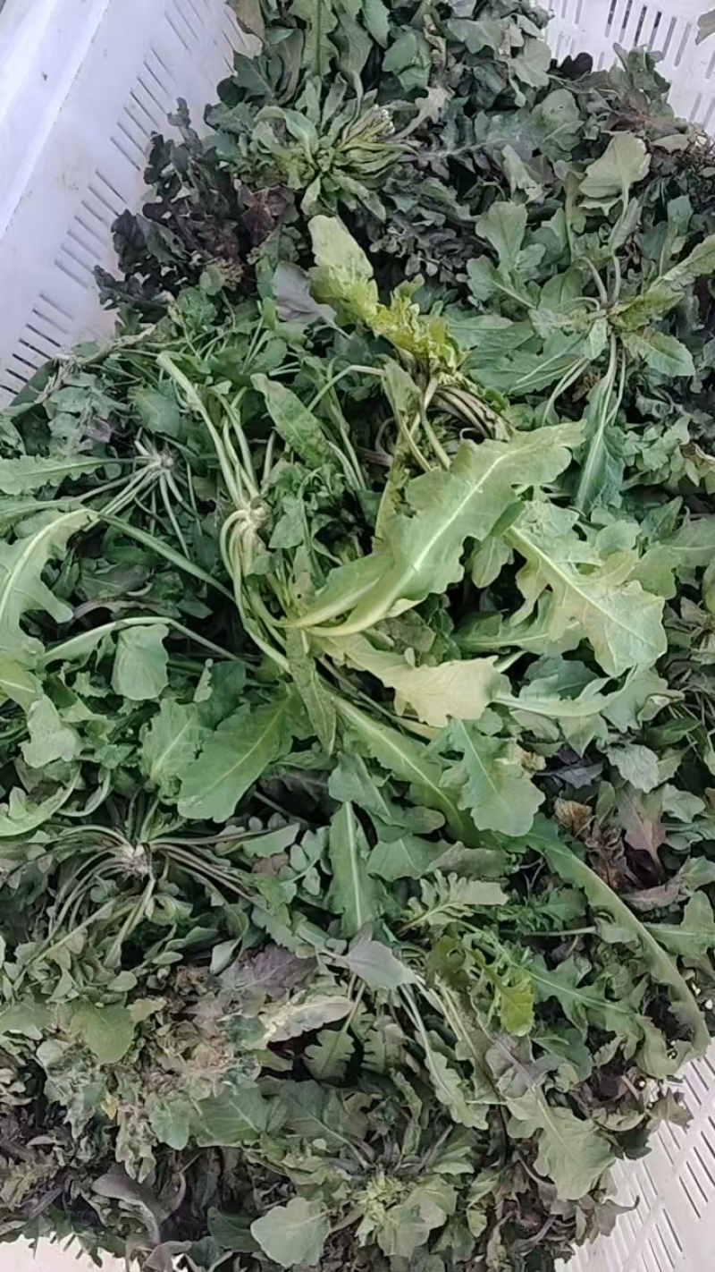 安徽荠菜对接全国市场价格美丽质量好走货快量大从优欢迎询价