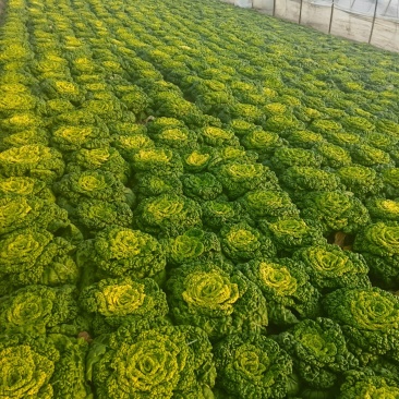 精品黄心菜