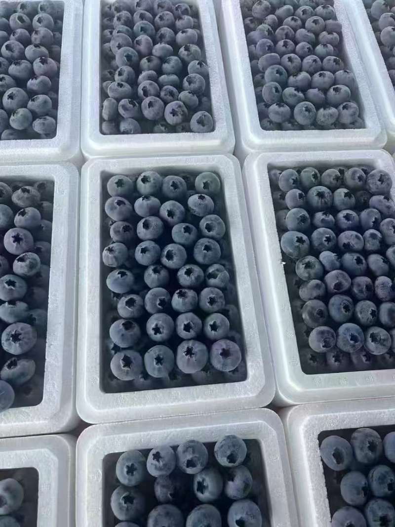 山东L25蓝莓对接商超电商出口保质保量品质规格全