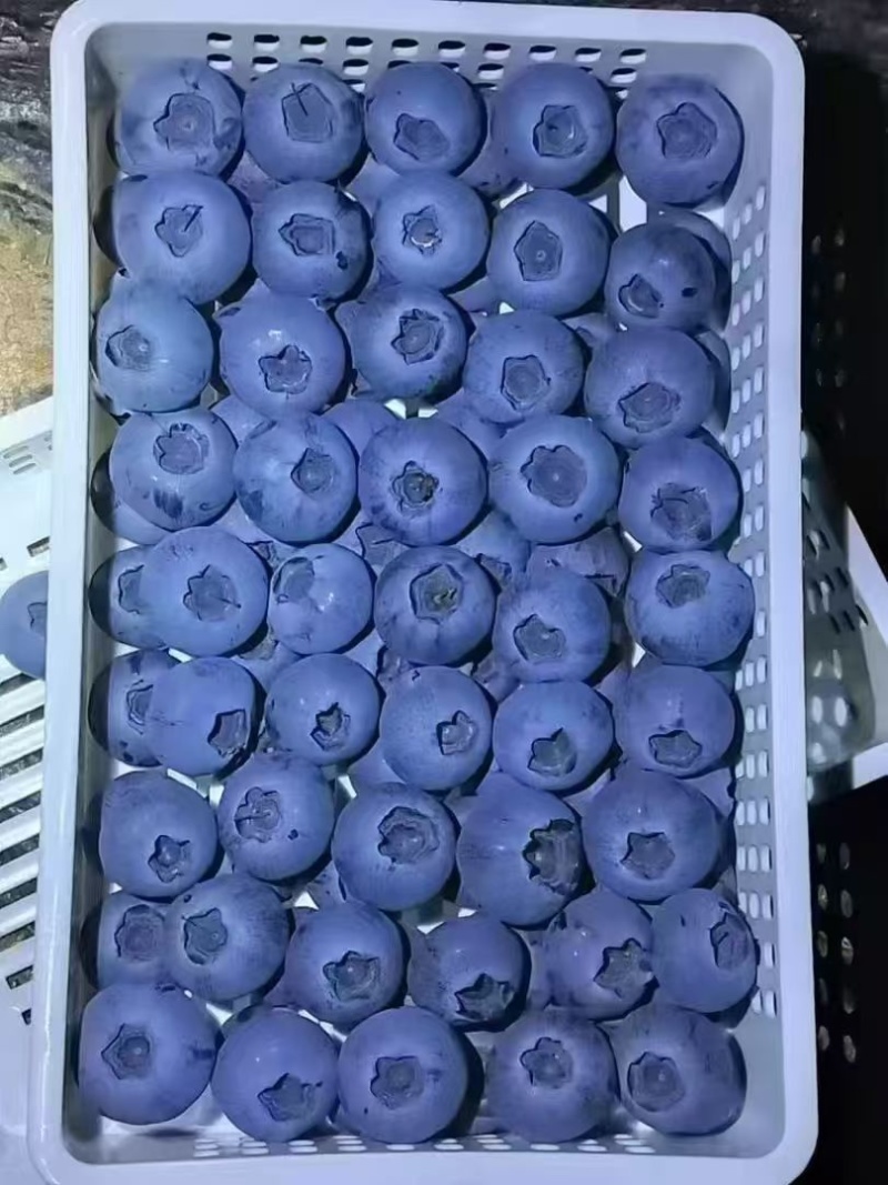 山东L25蓝莓对接商超电商出口保质保量品质规格全