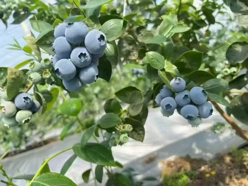 山东L25蓝莓对接商超电商出口保质保量品质规格全