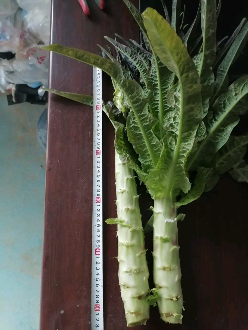莴苣当阳红叶莴笋湖北莴苣产地直发一手货源