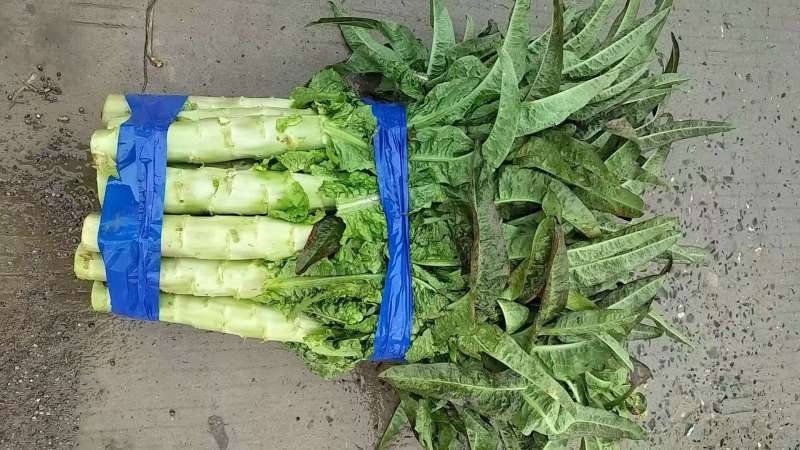 莴苣当阳红叶莴笋湖北莴苣产地直发一手货源