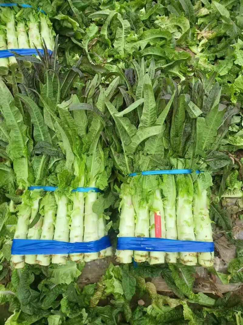 莴苣当阳红叶莴笋湖北莴苣产地直发一手货源