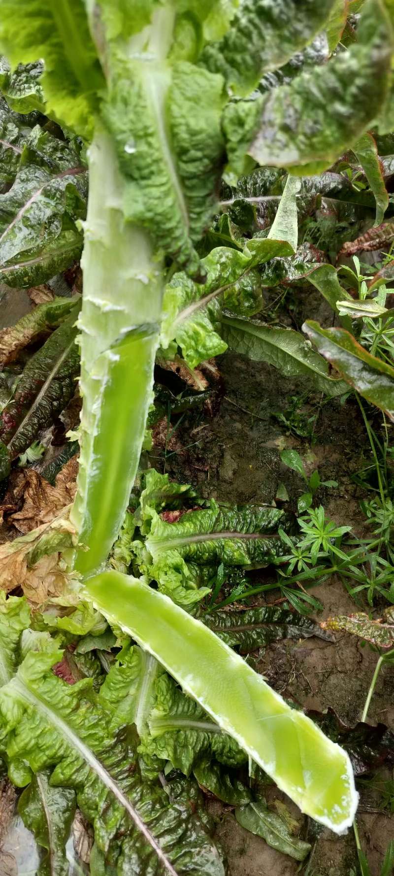 莴苣当阳红叶莴笋湖北莴苣产地直发一手货源