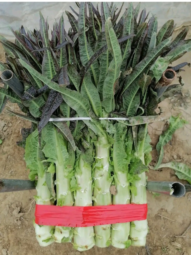 莴苣当阳红叶莴笋湖北莴苣产地直发一手货源