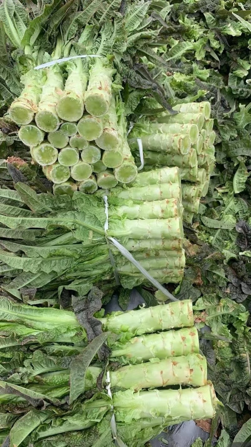 莴苣当阳红叶莴笋湖北莴苣产地直发一手货源