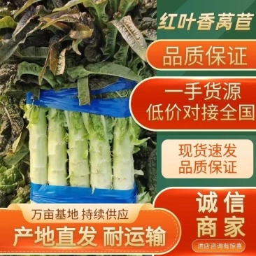 莴苣当阳红叶莴笋湖北莴苣产地直发一手货源