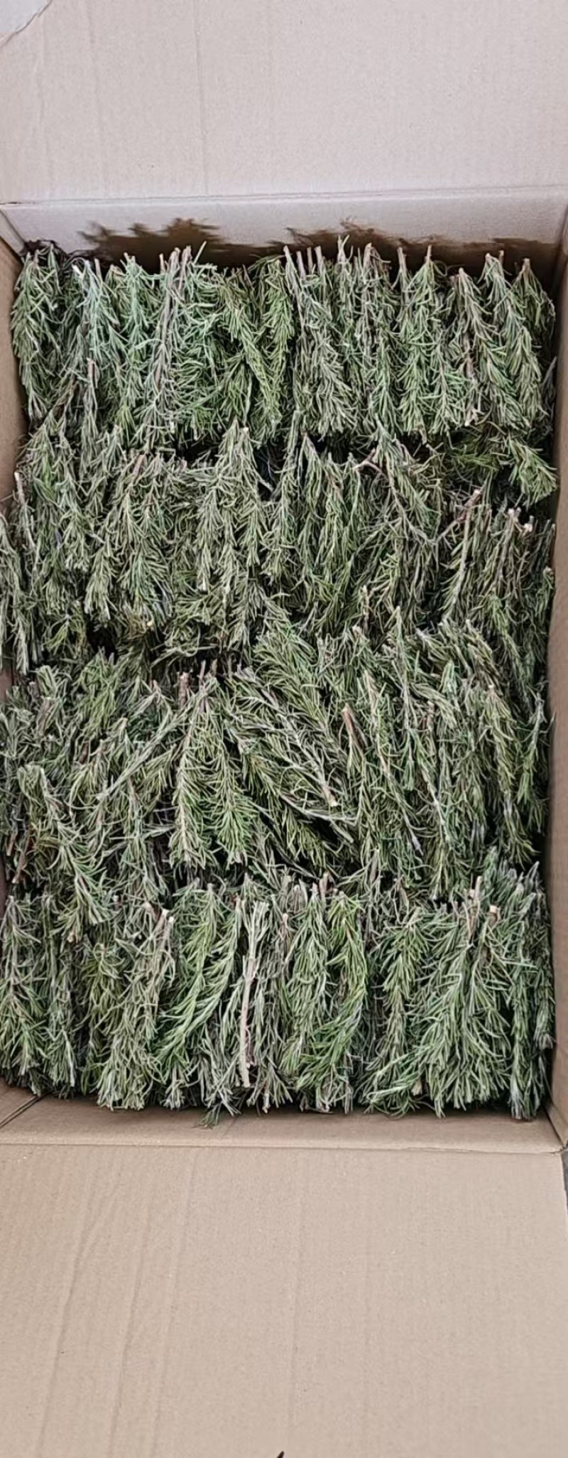 迷迭香干枝条