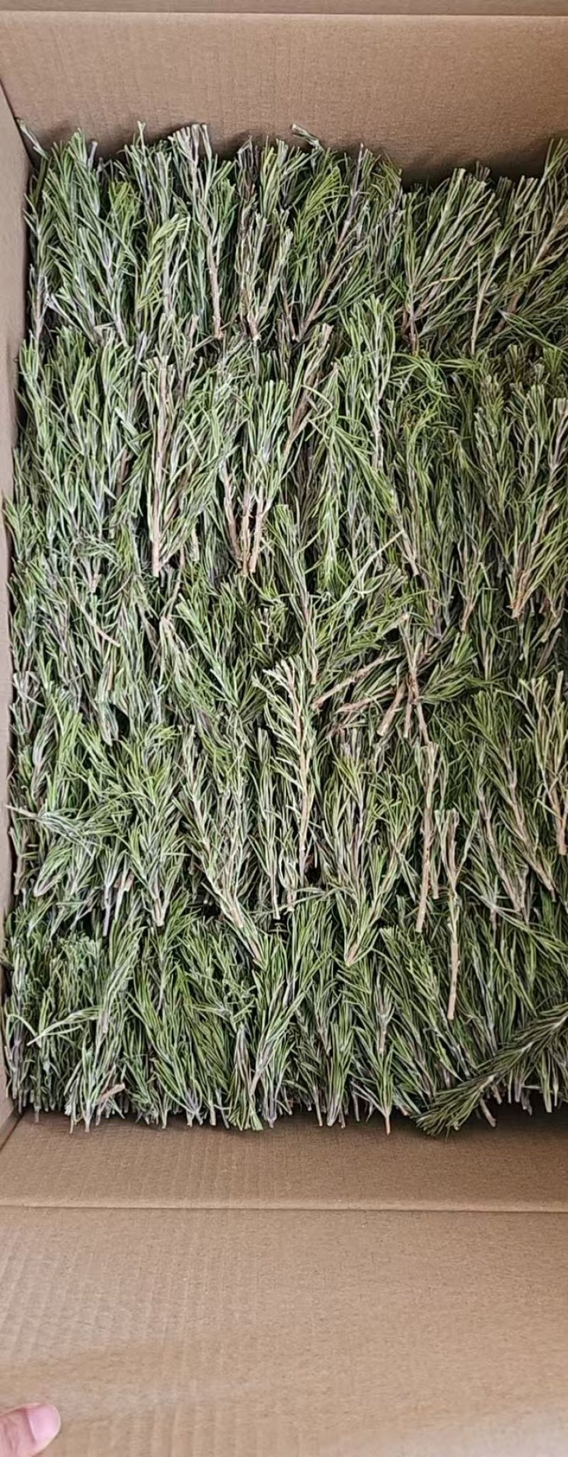 迷迭香干枝条