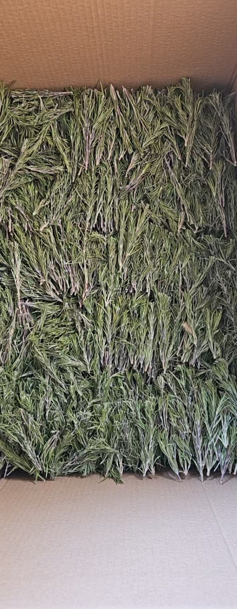 迷迭香干枝条