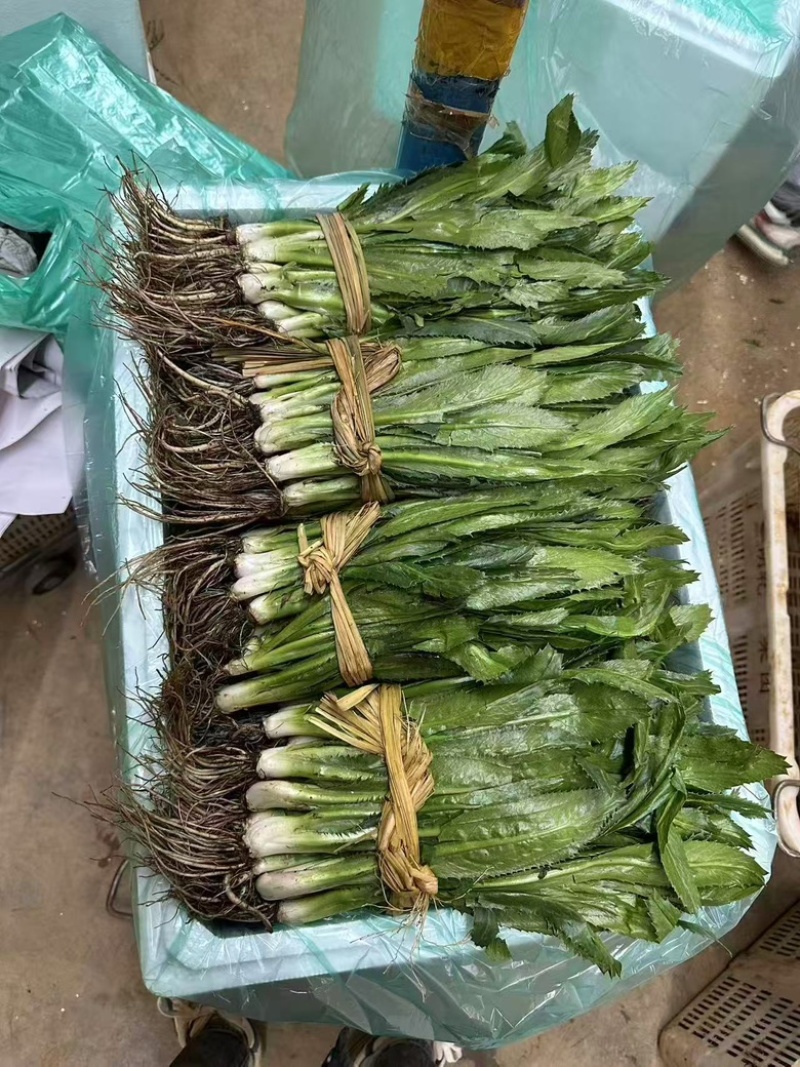 大香菜，大芫荽