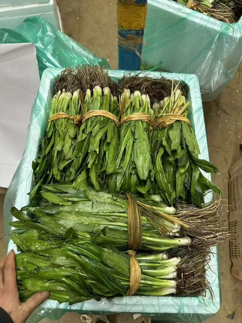 大香菜，大芫荽