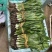 大香菜，大芫荽