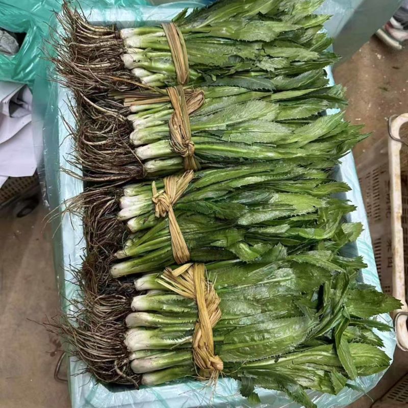 大香菜，大芫荽