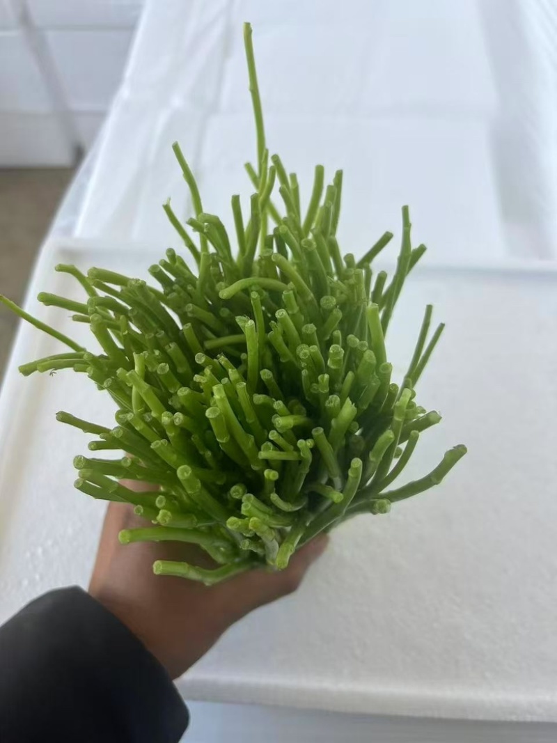 藜蒿