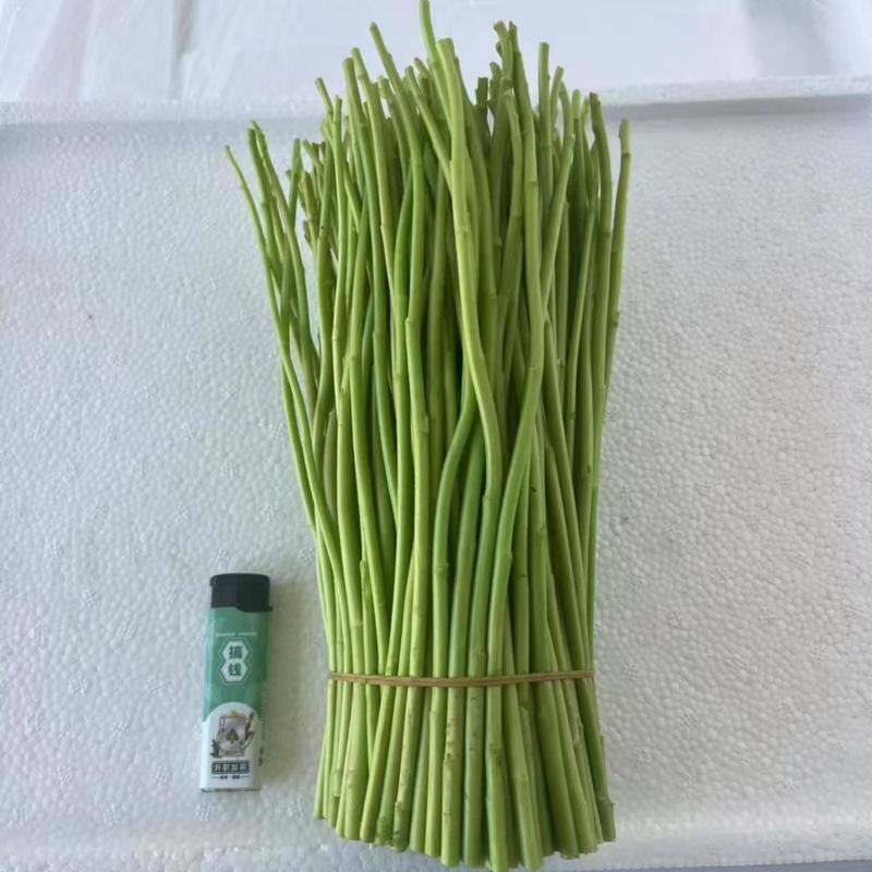 藜蒿