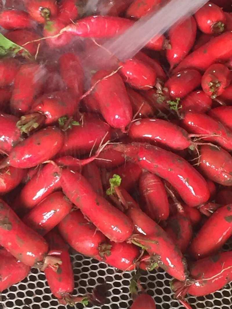 红萝卜当阳高山红皮萝卜一手货源产地直发水洗加工