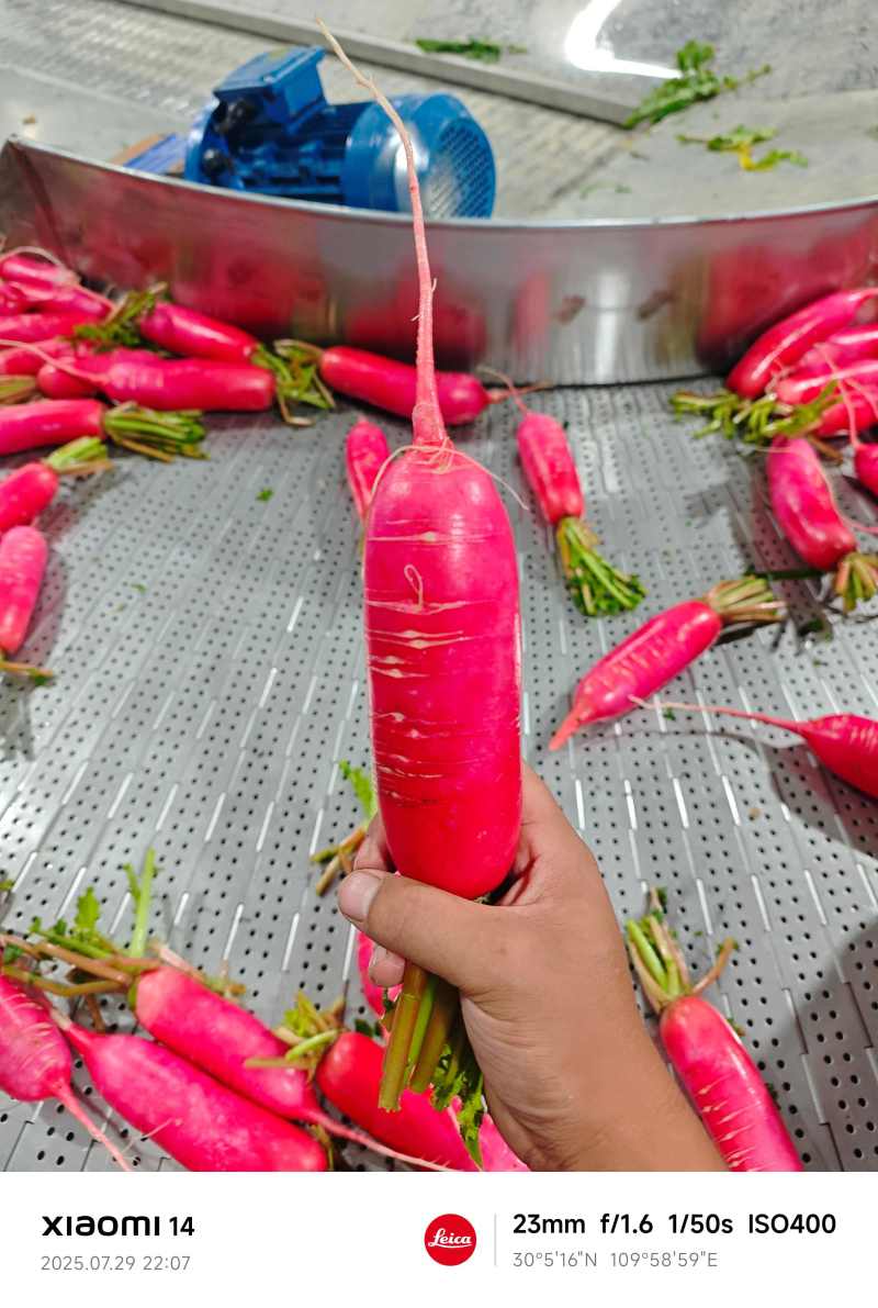 红萝卜当阳高山红皮萝卜一手货源产地直发水洗加工