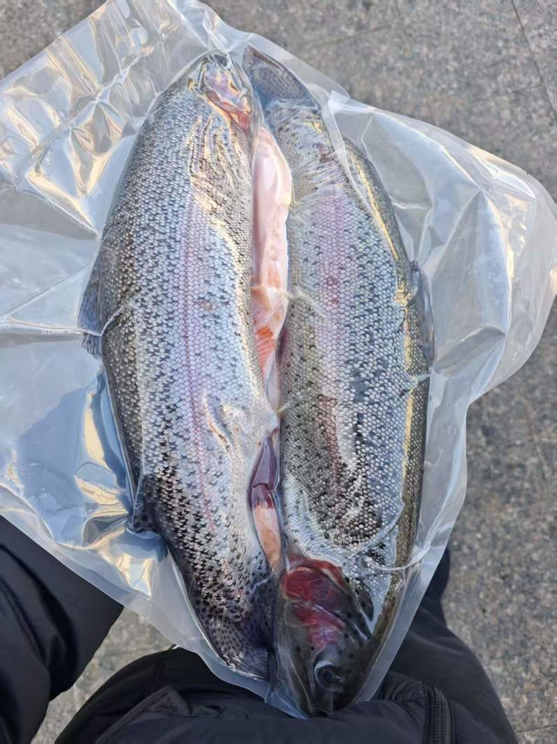 三文鱼新疆温泉县三文鱼