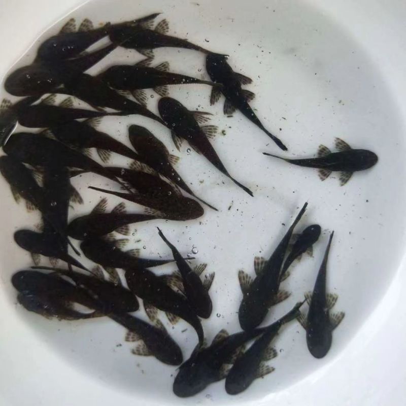 观赏鱼清道夫