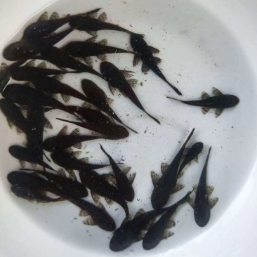 观赏鱼清道夫