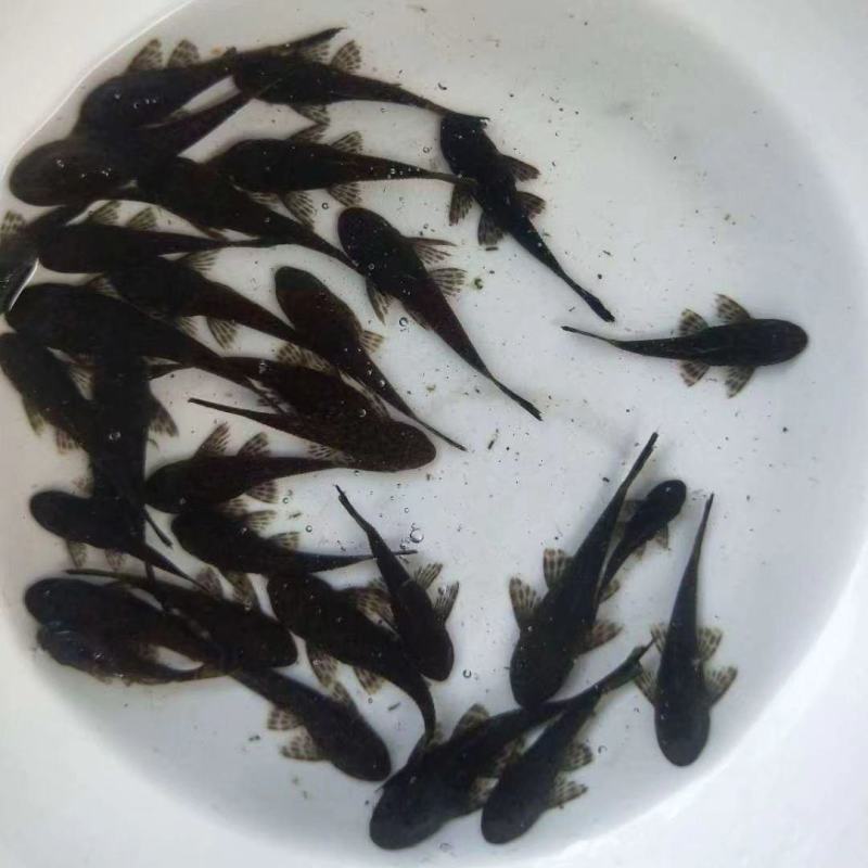 观赏鱼清道夫