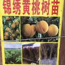 锦绣黄桃树苗