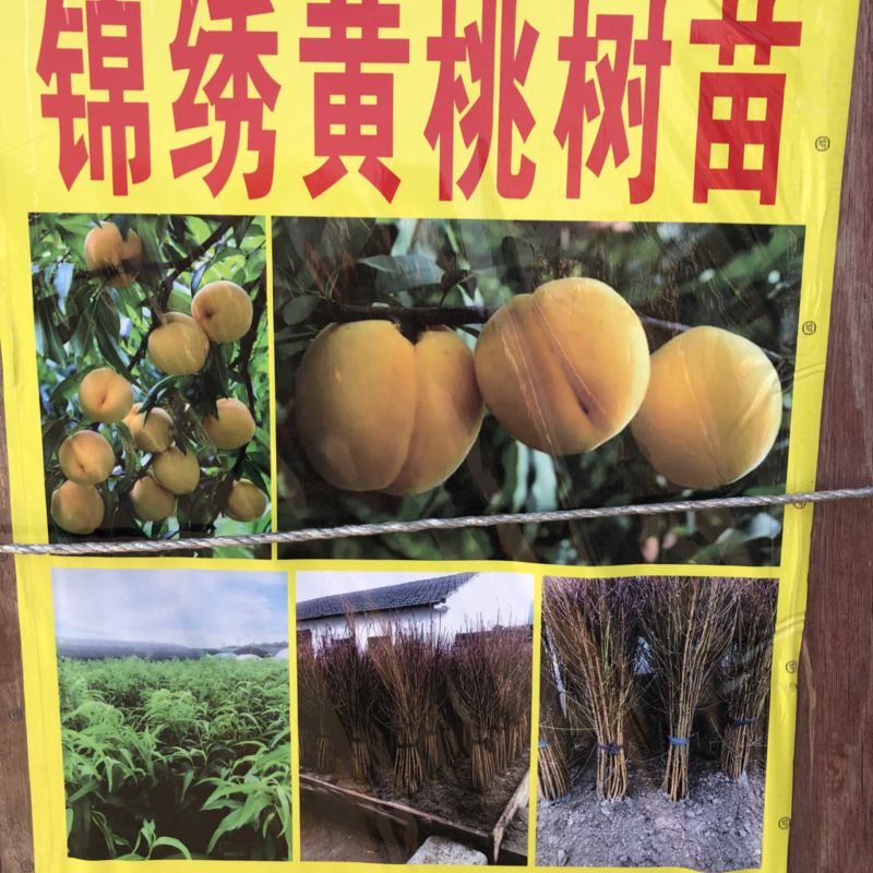 锦绣黄桃树苗