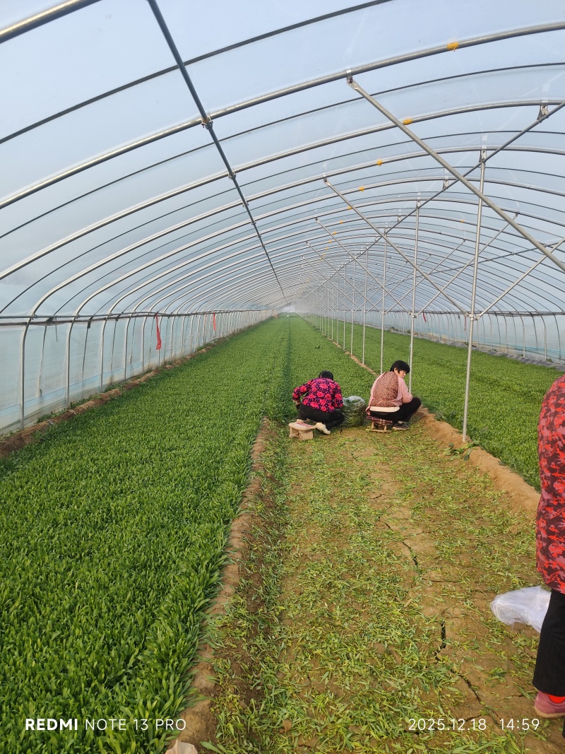 【面条菜】我们是走原棚菜为主，价格合适，质量有保证。