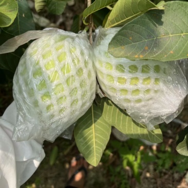 【商超茶饮电商专用】广东廉江珍珠番石榴白心芭乐水果批发