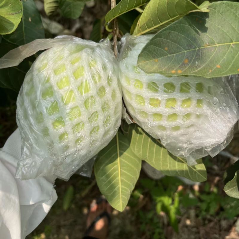 【商超茶饮电商专用】广东廉江珍珠番石榴白心芭乐水果批发