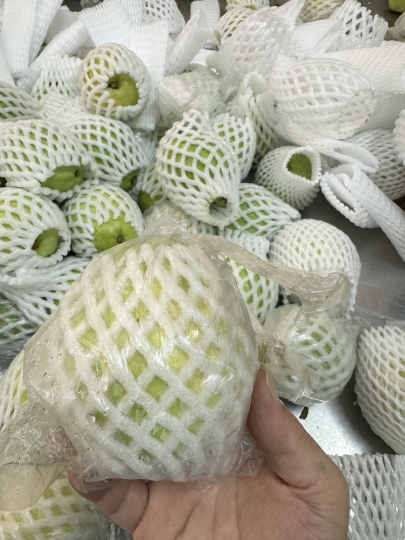 【商超茶饮电商专用】广东廉江珍珠番石榴白心芭乐水果批发