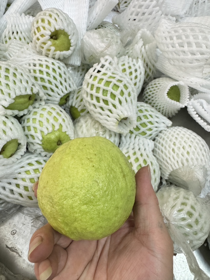 【商超茶饮电商专用】广东廉江珍珠番石榴白心芭乐水果批发