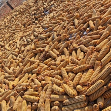 玉米