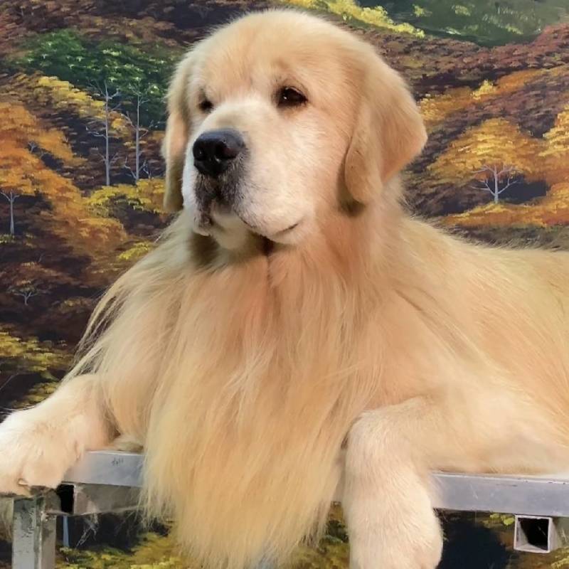 本犬舍专业繁殖cku双血统赛级金毛，常年出售幼犬可全国发