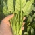 山东曹县菠菜新鲜上市，对接市场，档口商超，一手品质有保障