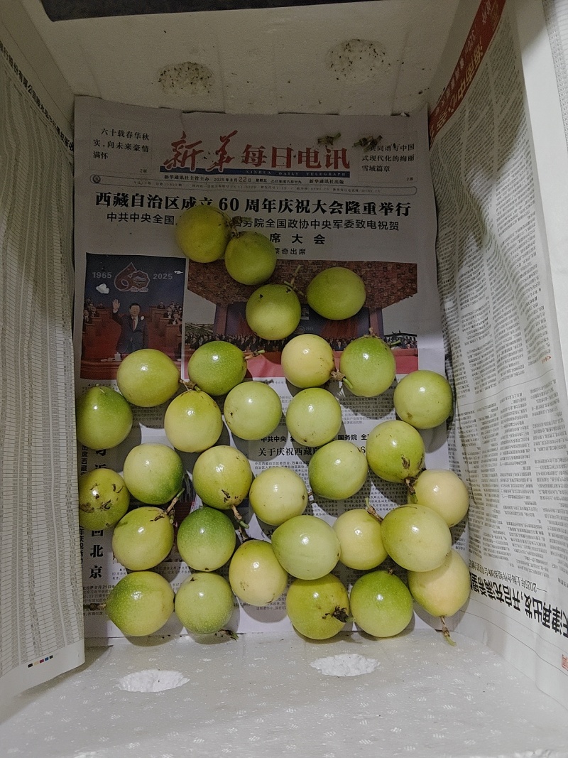钦蜜9号百香果