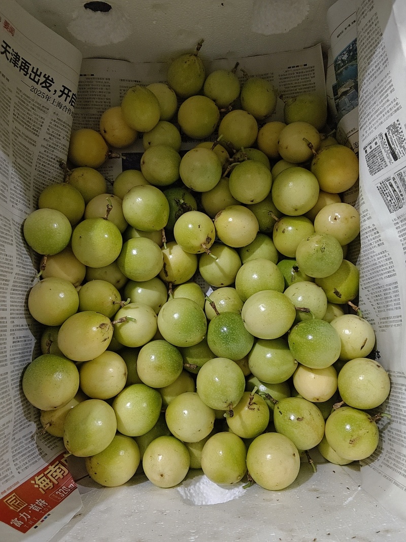 钦蜜9号百香果