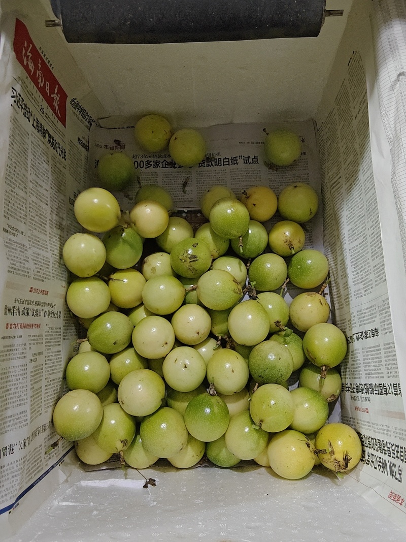 钦蜜9号百香果