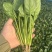 山东曹县菠菜新鲜上市，对接市场，档口商超，一手品质有保障