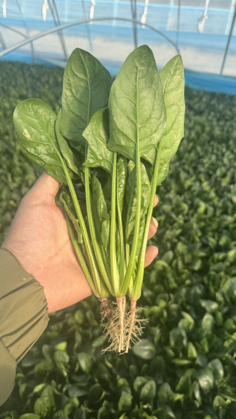 山东曹县菠菜新鲜上市，对接市场，档口商超，一手品质有保障