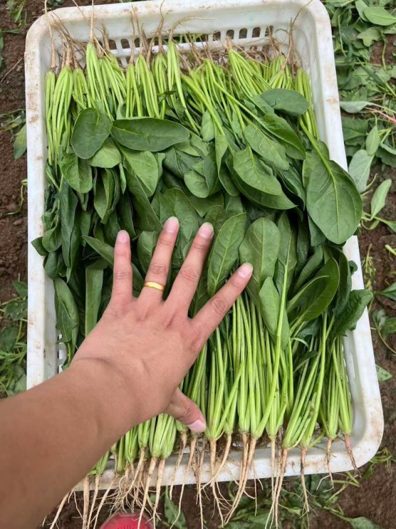 山东曹县菠菜新鲜上市，对接市场，档口商超，一手品质有保障