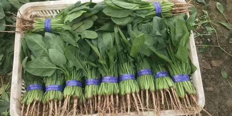 山东曹县菠菜新鲜上市，对接市场，档口商超，一手品质有保障