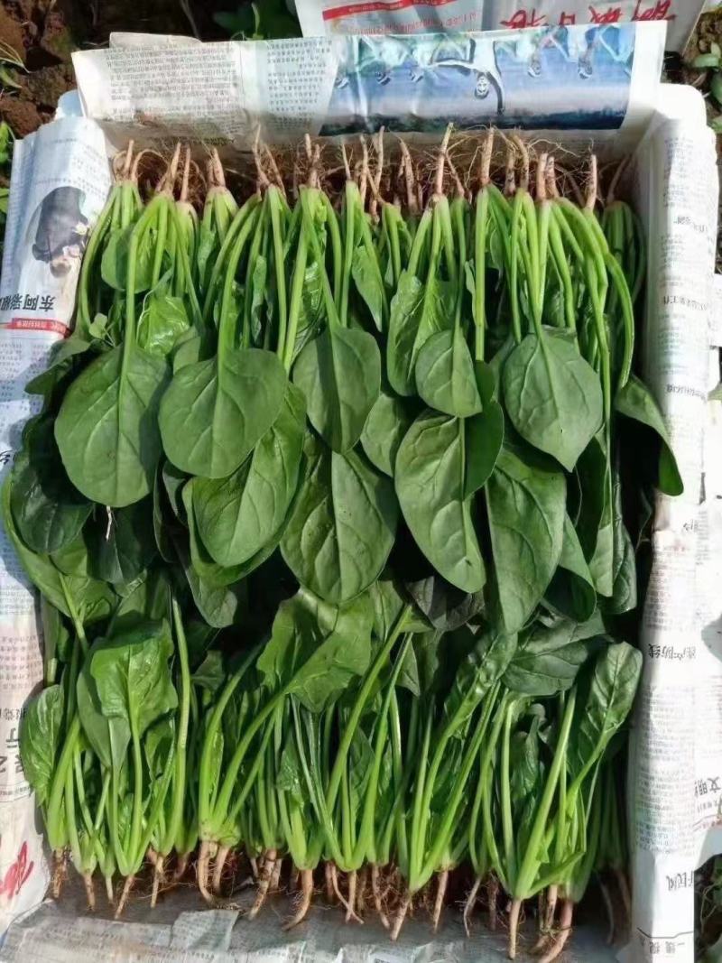 山东曹县菠菜新鲜上市，对接市场，档口商超，一手品质有保障