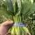 山东曹县菠菜新鲜上市，对接市场，档口商超，一手品质有保障